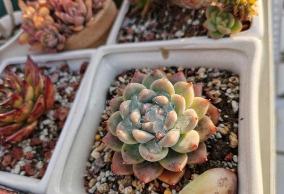 蓮花座多肉_皮實好養的蓮花座多肉_蓮花座多肉品種大全圖解