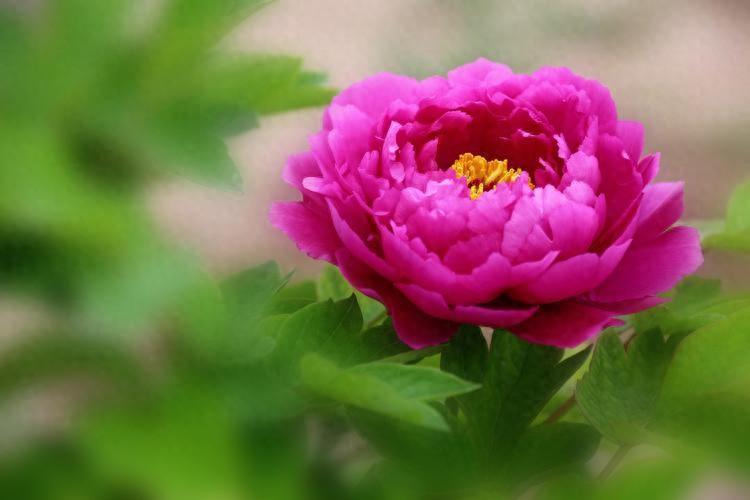家中有這三種花，鎮宅旺家，看看你家養了哪一種？