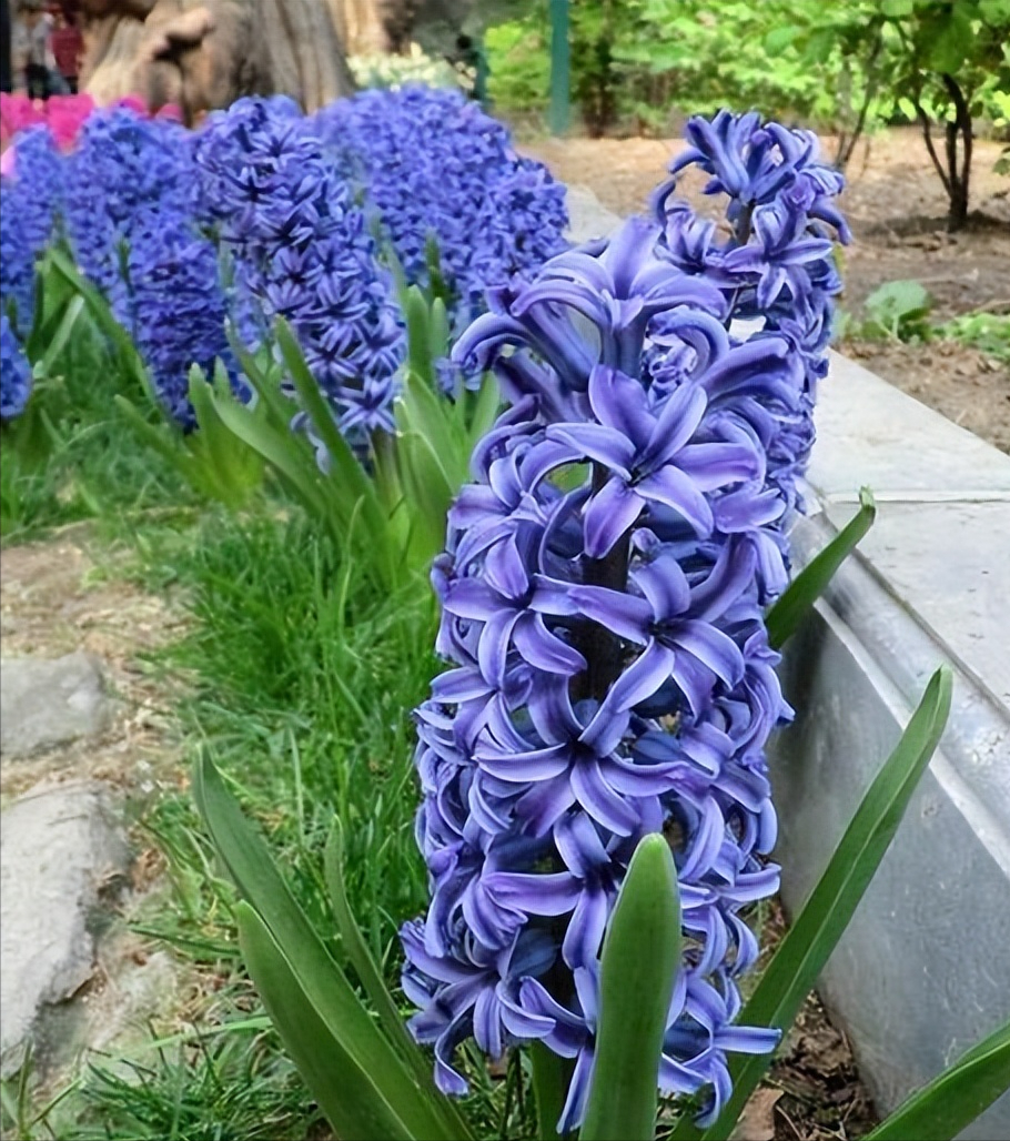 好運(yùn)家養(yǎng)帶來(lái)花的句子_好運(yùn)家養(yǎng)帶來(lái)花的圖片_家養(yǎng)什么花帶來(lái)好運(yùn)