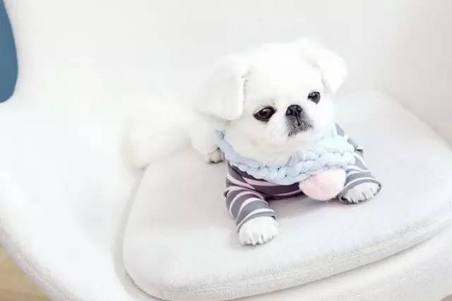 狗狗吃完驅蟲藥后_狗狗藥驅蟲反應完吃多久_狗狗吃完驅蟲藥的反應