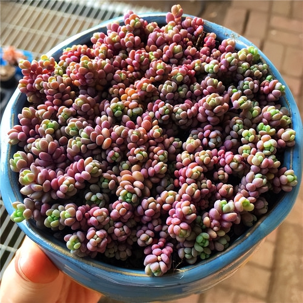 皮實好養(yǎng)的多肉品種_哪種多肉皮實好養(yǎng)_多肉最皮實的品種