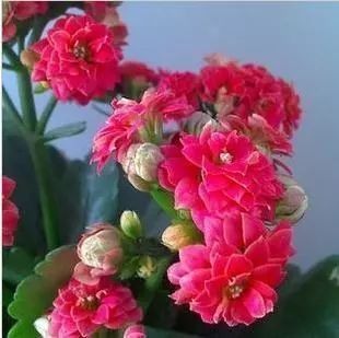12種在零下依然凍不死又容易開(kāi)花的植物，給冬天增彩！