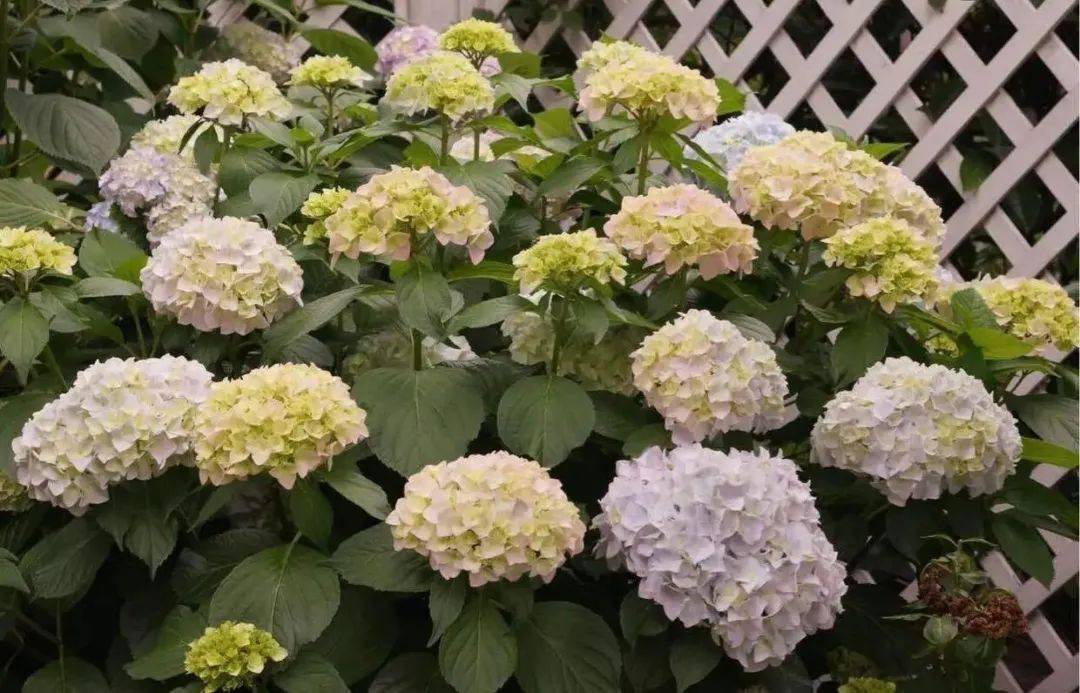 家里采光差不能養花？別擔心，還有四種解決辦法