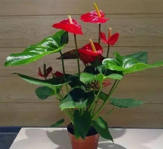 家里養花有什么講究_家里養花有風水講究_家里養花有什么說法