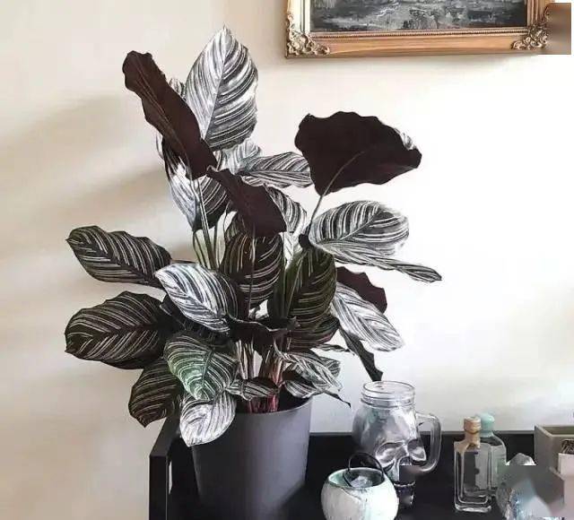 家里養花有什么說法_家里養花有什么講究_家里養花有風水講究
