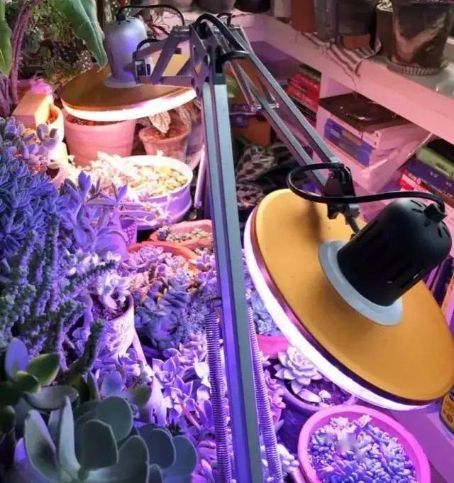 家里養(yǎng)花有什么說法_家里養(yǎng)花有風水講究_家里養(yǎng)花有什么講究