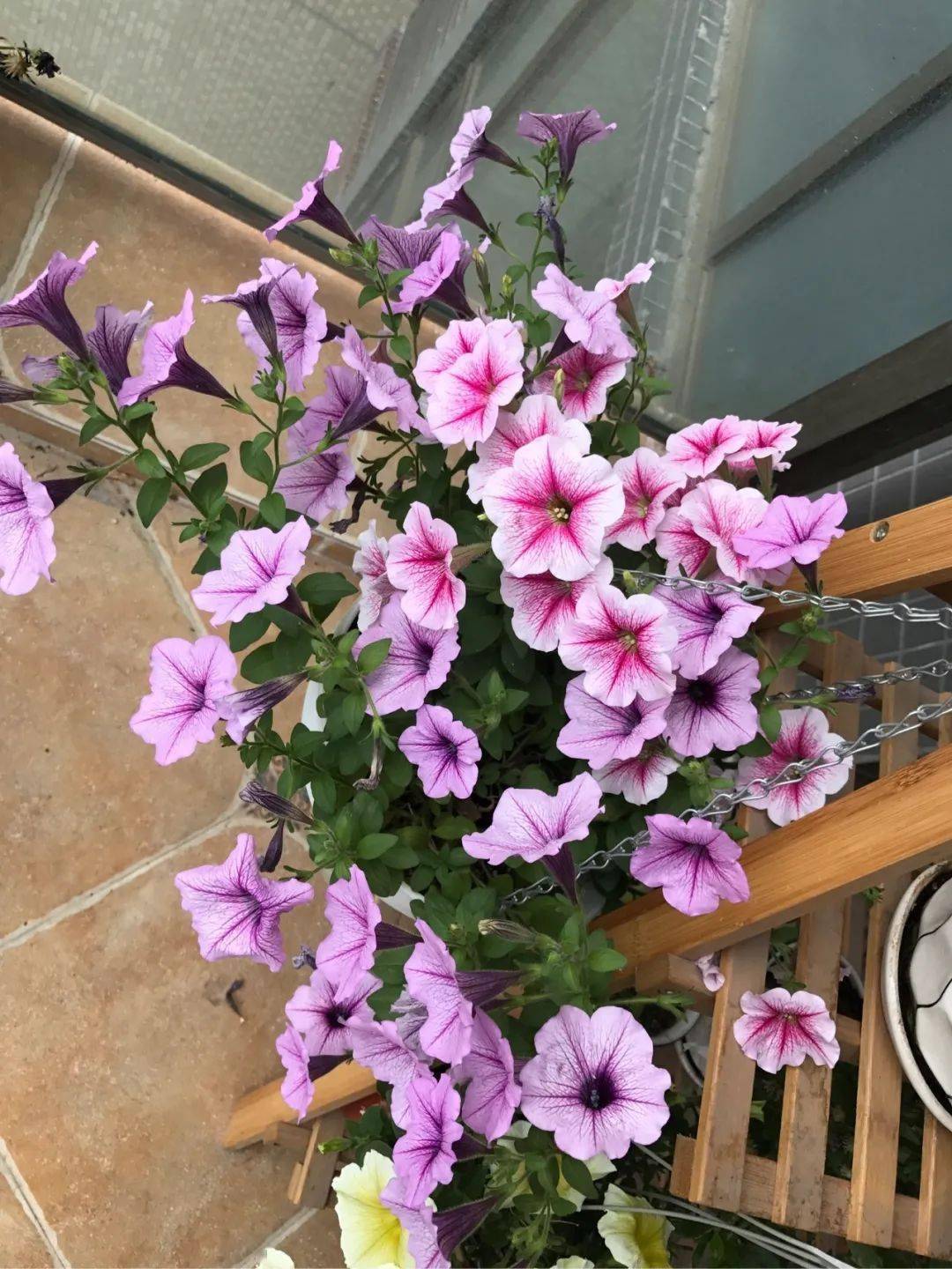 家里養(yǎng)花有什么講究_家里養(yǎng)花有什么說法_家里養(yǎng)花有風水講究