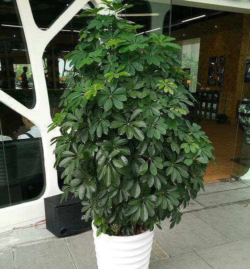 養這4盆花，在家吸煙也不怕，二手煙吸光光，空氣清新，一家健康