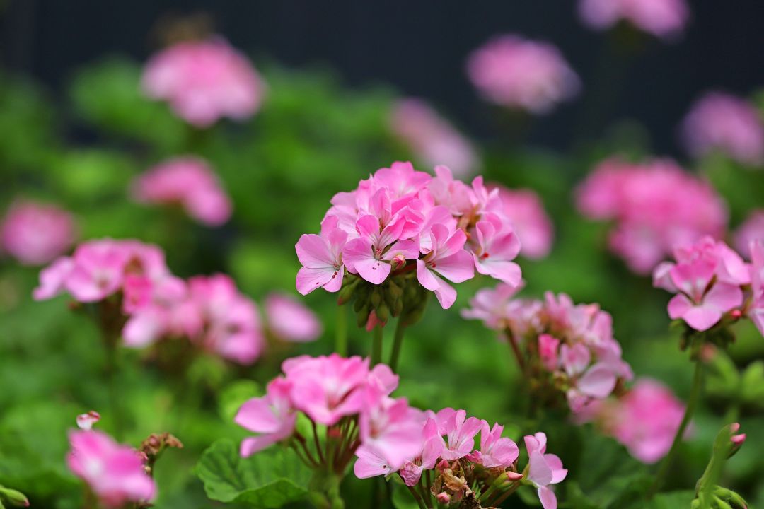 秋天種什么花？4種花很適合，好養(yǎng)易活，花期長開花多