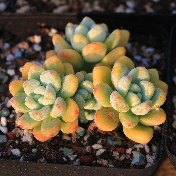 秋天養適合花的植物_秋天適合養的花_適合秋天養的花