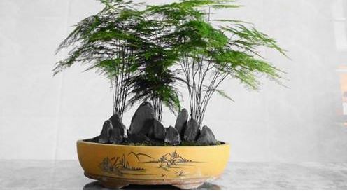 這兩種綠植簡單好養又能旺運！家居好伙伴！