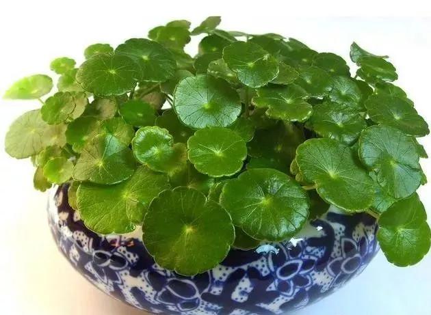 怎樣把銅錢草養的又矮又肥_銅錢草矮化_銅錢草可以用矮壯素嗎