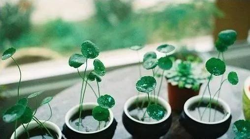 銅錢草可以用矮壯素嗎_怎樣把銅錢草養的又矮又肥_銅錢草矮化