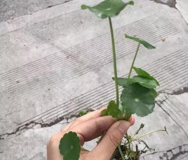 銅錢草矮化_怎樣把銅錢草養的又矮又肥_銅錢草可以用矮壯素嗎