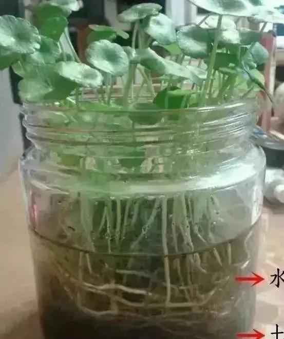 銅錢草矮化_銅錢草可以用矮壯素嗎_怎樣把銅錢草養的又矮又肥