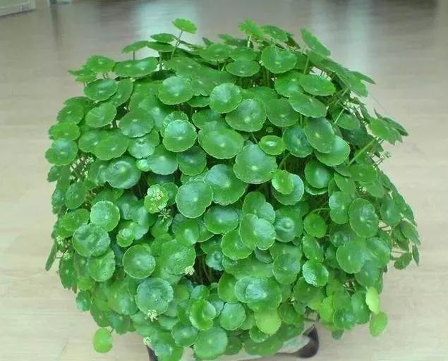 怎樣把銅錢草養的又矮又肥_銅錢草可以用矮壯素嗎_銅錢草矮化