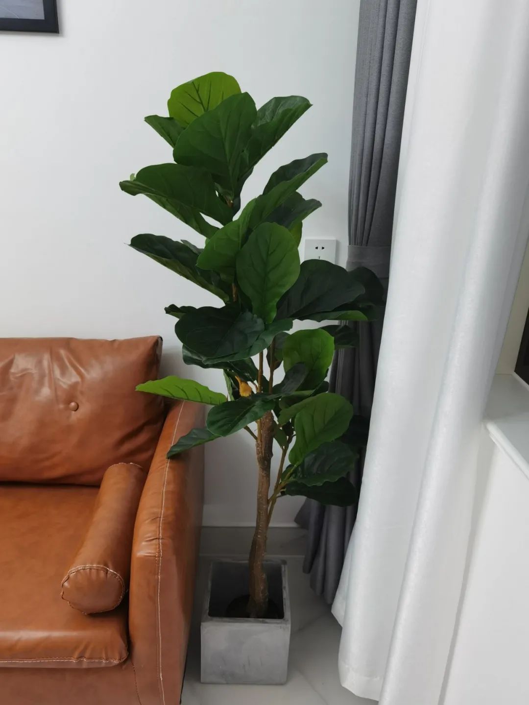 哪些可以提升空間質(zhì)感的綠植？這10種綠植擺在家里，空間很有氣質(zhì)
