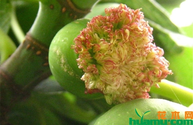 <strong>無花果開花嗎？無花果的花長什么樣子?</strong>