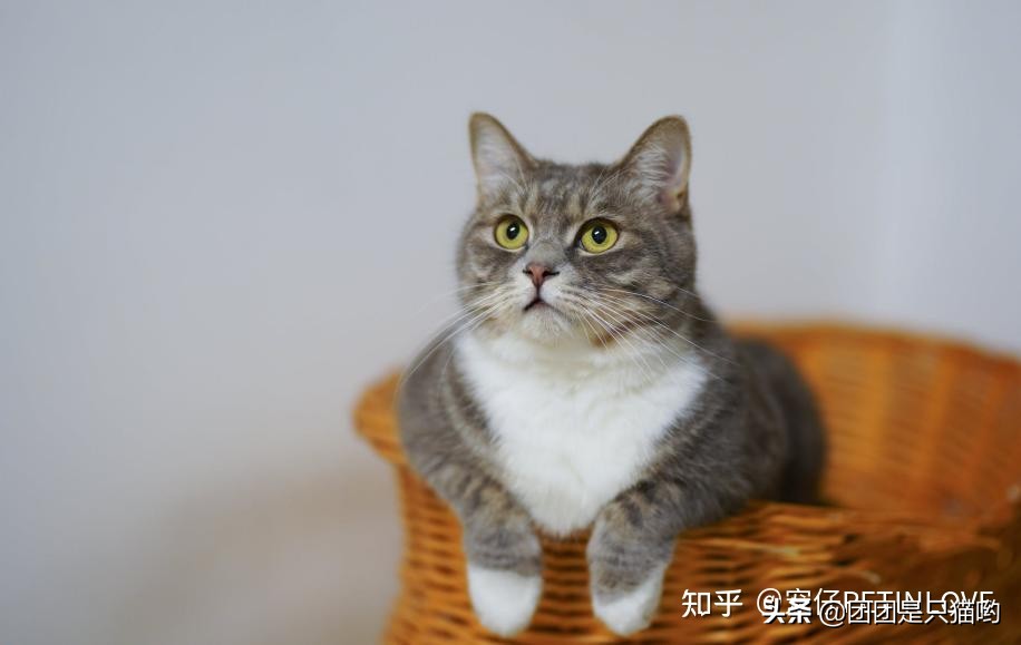貓咪體內外驅蟲多久一次，為什么？