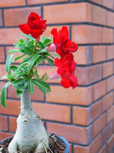 花卉沙漠養殖玫瑰方法有哪些_如何養殖沙漠玫瑰_花卉沙漠玫瑰的養殖方法