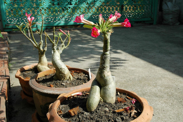 如何養殖沙漠玫瑰_花卉沙漠玫瑰的養殖方法_花卉沙漠養殖玫瑰方法有哪些