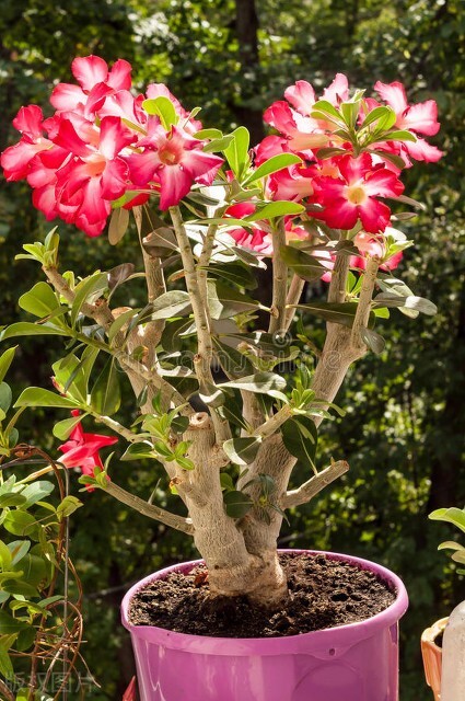 花卉沙漠玫瑰的養殖方法_花卉沙漠養殖玫瑰方法有哪些_如何養殖沙漠玫瑰