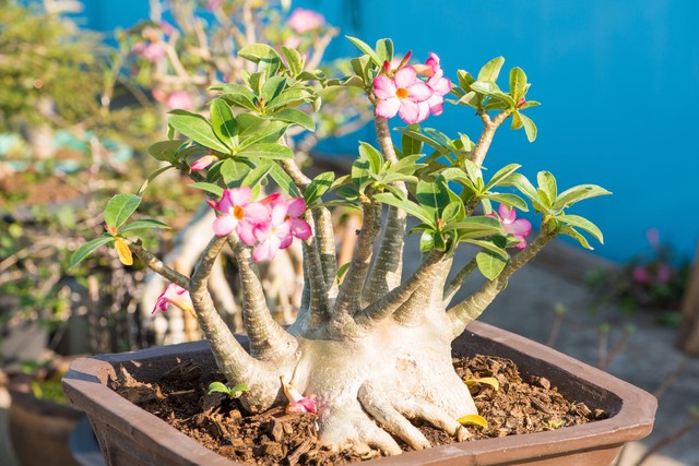花卉沙漠玫瑰的養殖方法_如何養殖沙漠玫瑰_花卉沙漠養殖玫瑰方法有哪些