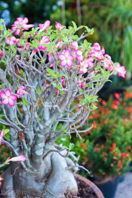 如何養殖沙漠玫瑰_花卉沙漠養殖玫瑰方法有哪些_花卉沙漠玫瑰的養殖方法