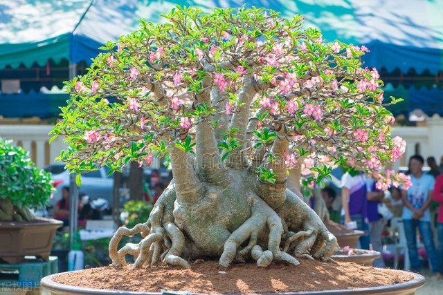 花卉沙漠玫瑰的養殖方法_如何養殖沙漠玫瑰_花卉沙漠養殖玫瑰方法有哪些
