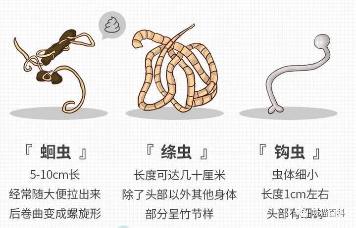 貓驅蟲體內用什么藥好_貓驅蟲體內外一起好還是分開好_貓體內驅蟲