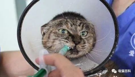貓驅蟲體內外一起好還是分開好_貓體內驅蟲_貓驅蟲體內用什么藥好